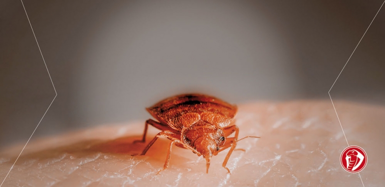 Moradores reclamam de infestação de carrapatos em bairro de Itajaí