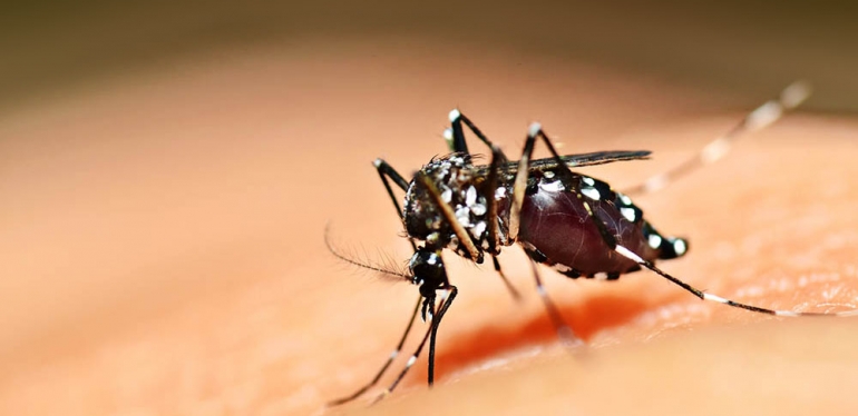 Verão gera alerta para combate à dengue e pragas, como ratos, baratas e cupins