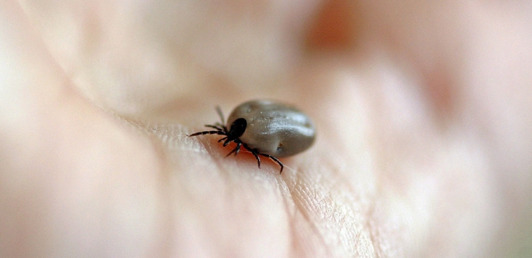 Febre maculosa pode matar em até 60% dos casos