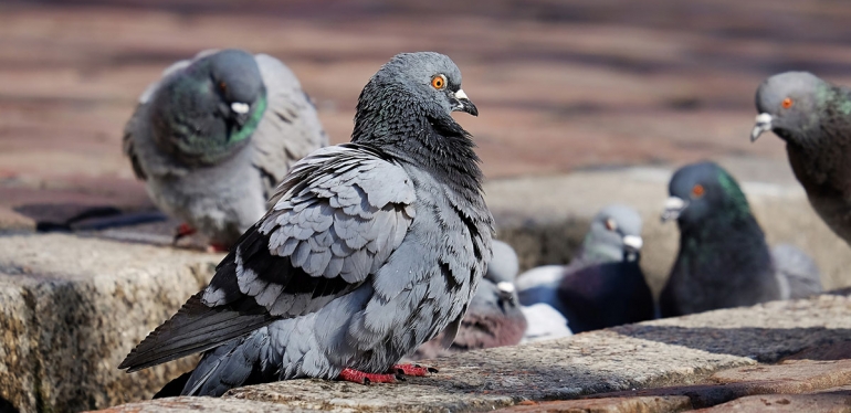 Saiba como evitar a contaminação com doenças transmitidas por pombos