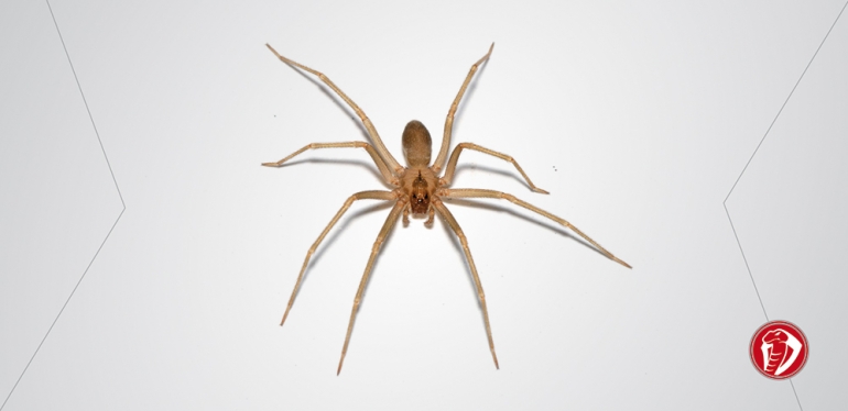 Aranha-marrom, como evitar acidentes