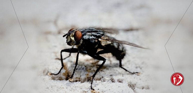 Pragas de moscas e mosquitos poderão aumentar devido às alterações climáticas