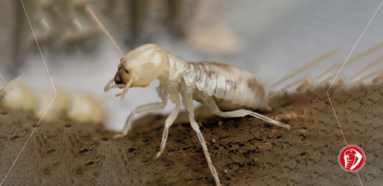 Pragas urbanas: insetos pequenos que causam grandes transtornos