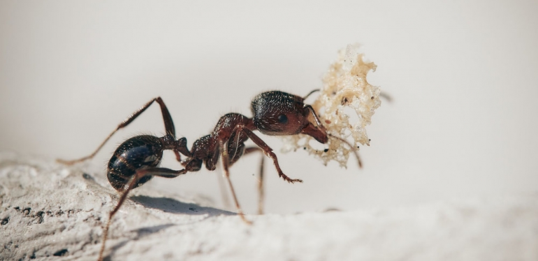 Problemas causados por formigas urbanas