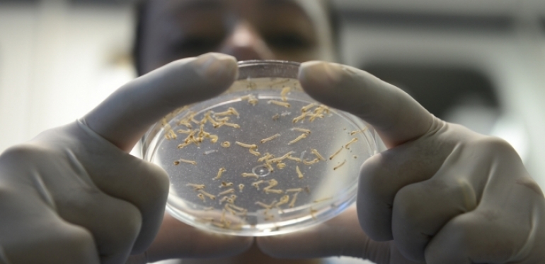 Mosquito da dengue também ataca em noites quentes, conclui pesquisa