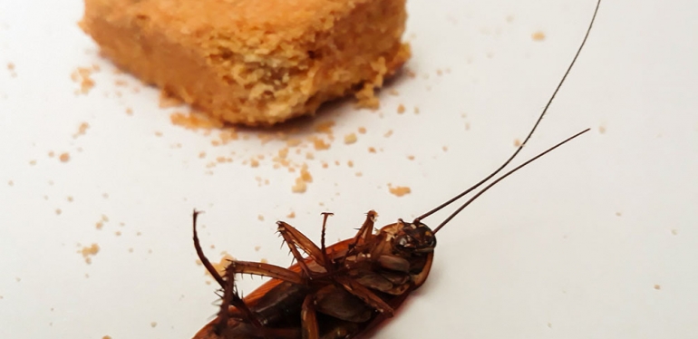 Veja dicas para proteger sua casa das indesejáveis baratas